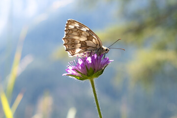 butterfly on a flower