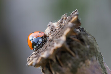 Coccinella 7-punctata Seven-spot ladybird on a dried poppy head
