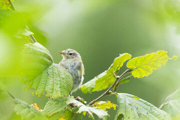 A juvenile Willow warbler searching for food from Hazel leaves during a migration stop in late...