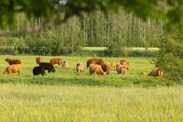A herd of Highland cows grazing on a wild meadow on a summer evening in rural Estonia, Northern...