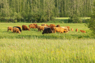 A herd of Highland cows grazing on a wild meadow on a summer evening in rural Estonia, Northern...