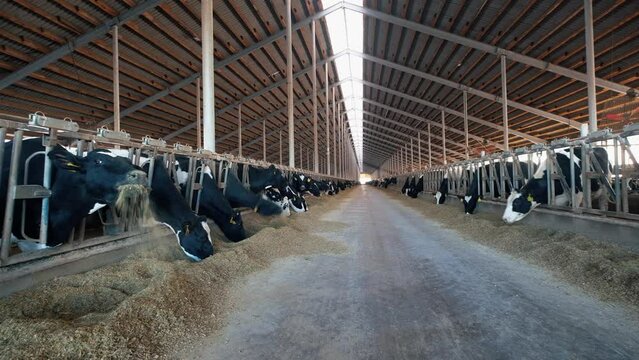 Diary cows in modern free livestock stall
