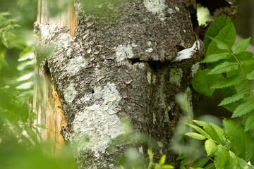 Eurasian treecreeper coming out of a nest under loose tree bark on a sunny spring morning in a boreal forest in Estonia, Northern Europe