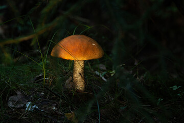 A close-up of Dark-stalked bolete lit by sunlight on a summer evening in Estonia, Northern Europe