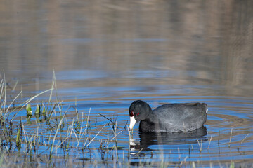 American Coot eating grass on the bank of a pond