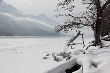 trees by the lakeshore in the snow in the mountains in winter
