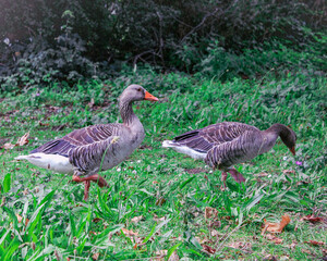 Greylag geese on land