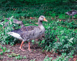 Greylag goose on land