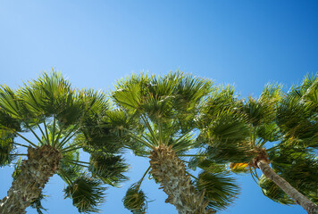 Palms tree on blue sky background, tropical nature with coconut palms tree on blue sky 