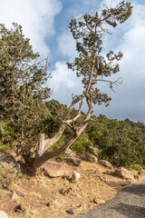 Fototapeta na wymiar Lonely tree near Jabal Sawda mountain, Saudi Arabia