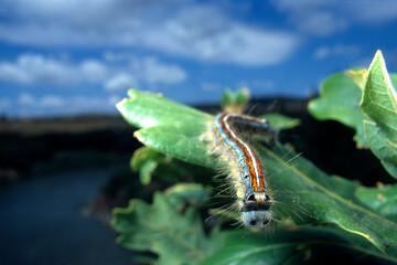Lackey Moth, Caterpillar of Malacosoma neustria Bunnari (SS), Sardinia. Italy.