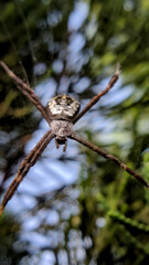Small spiders that make nests among pine trees