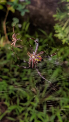 Small spiders that make nests among pine trees