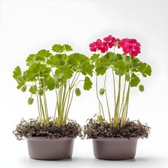 Vibrant Red Geraniums Thriving in grey Ceramic Pots Against a Neutral Background