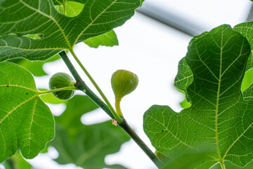 Fototapeta premium Fig fruit in the Gage Park Tropical Greenhouse. Lush greenery and vibrant floral blooming. Tropical House with exotic plants. Botanical gem located in Hamilton, Ontario.