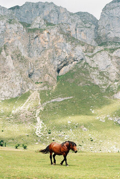Film photography of wild horse in the mountains