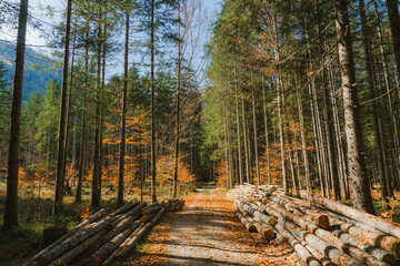 Logs on the sides of the path in autumn