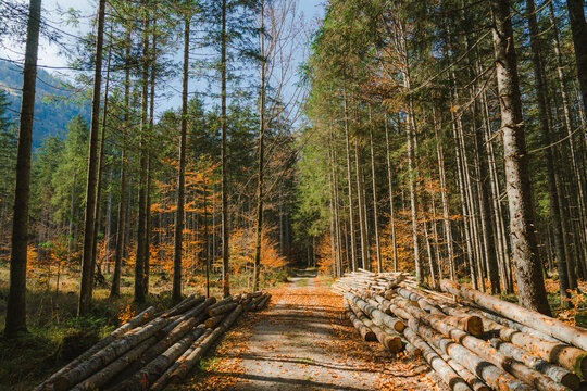 Logs on the sides of the path in autumn