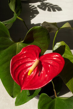 Red calla lily flamingo anthurium flower