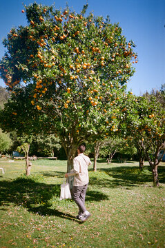 Harvesting Bounty: Young Man Gathering Apples