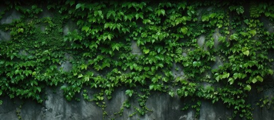 Fototapeta premium Texture of a verdant wall