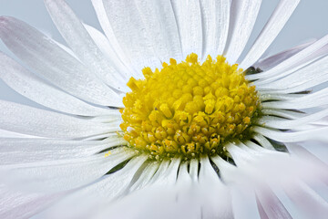  Close-up of the center part of a daisy flower.