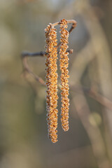 Hazel and its pollen spore flowers.