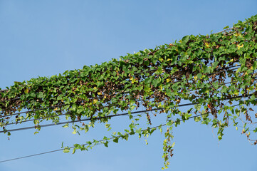 Electric post and line on blue background.Electric post is covered by ivy.