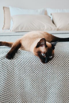 Siamese cat on the bed