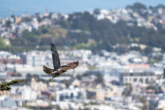 Falcon flying in San Francisco