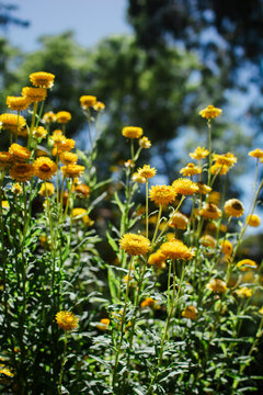 Yellow everlasting daisy