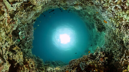 Coral reef and fish underwater world. Underwater world life landscape.