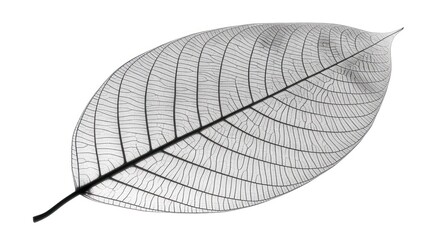 a black and white photo of a leaf with a long thin line on the back of it's leaf.