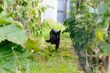 Black cat prowling through an allotment in England