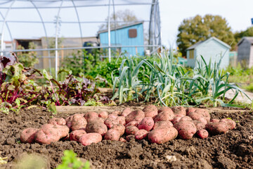 Freshly dug potatoes on soil on allotment garden