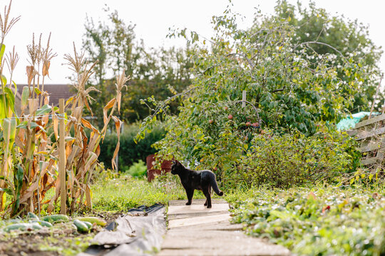 Black cat standing on allotment garden