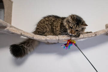 A long-haired cat plays on a cat wall structure.