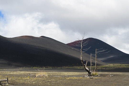 dead tree on volcanic cinder fields after eruption