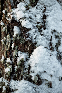 snow frozen texture on an arctic pine tree