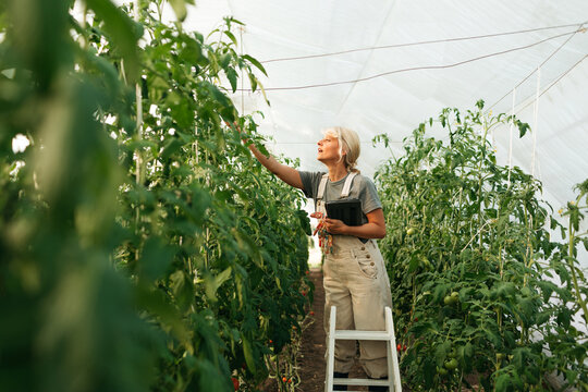 Woman Working in Greenhouse 