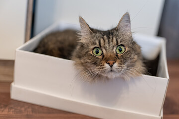A long-haired cat peeks its head out of a paper shoebox.