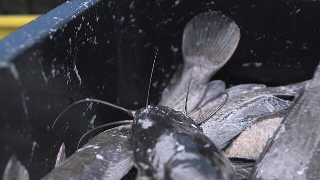 Catfish squirm while lying in a plastic box, close-up. Industrial fish farming. Catfish caught at a fish farm for sale. Breeding catfish in a pond.