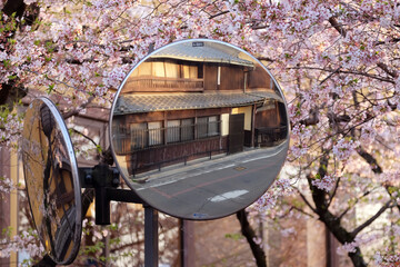 Convex mirror with cherry blossom on background