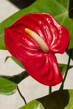 Red calla lily flamingo anthurium flower