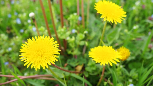 Taraxacum, flowering plants in family Asteraceae,  dandelions. Taraxacum officinale the common dandelion. Wildflowers on a green meadow. Ecology, ecosystem and botany. Yellow fluffy fragrant flowers