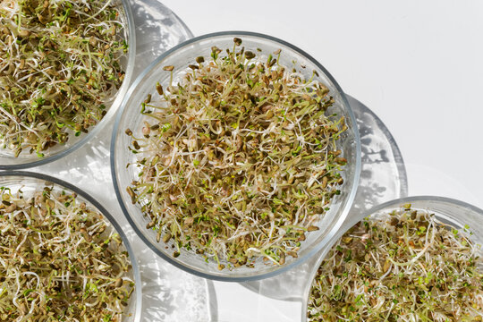 Home sprouting