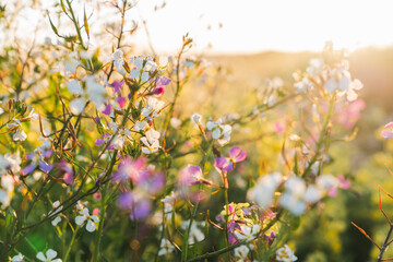 Wildflowers At Sunset Vertical
