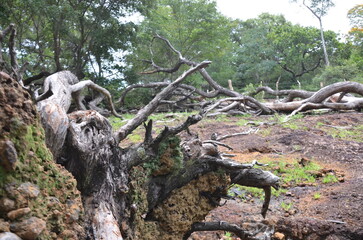 Tanque do Piauí - Piauí