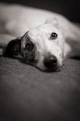 Portrait of a white whippet with a spot on the head and ear.