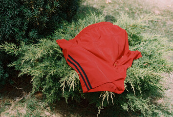 Male shorts on a tree